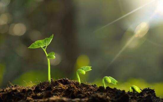 春光明媚，草長鶯飛