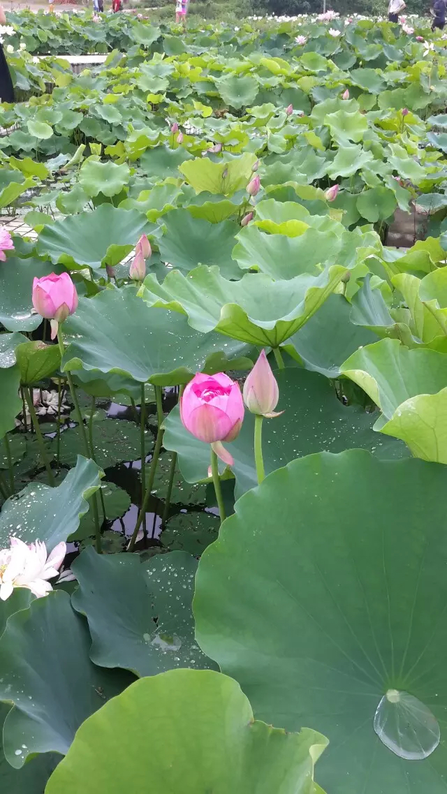 佛山金建業(yè)電動門、金長紅